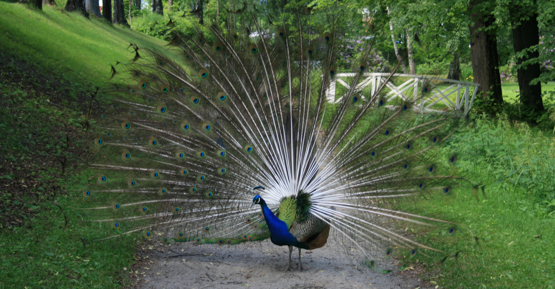 020 Gulskogen gård-påfugler-foto Geir Johansen.jpg