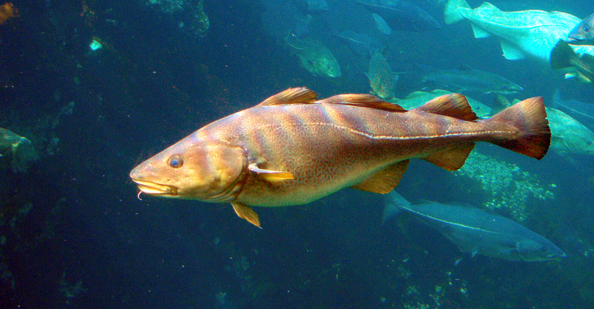 Torsk - foto Hans-Petter Fjeld.jpg