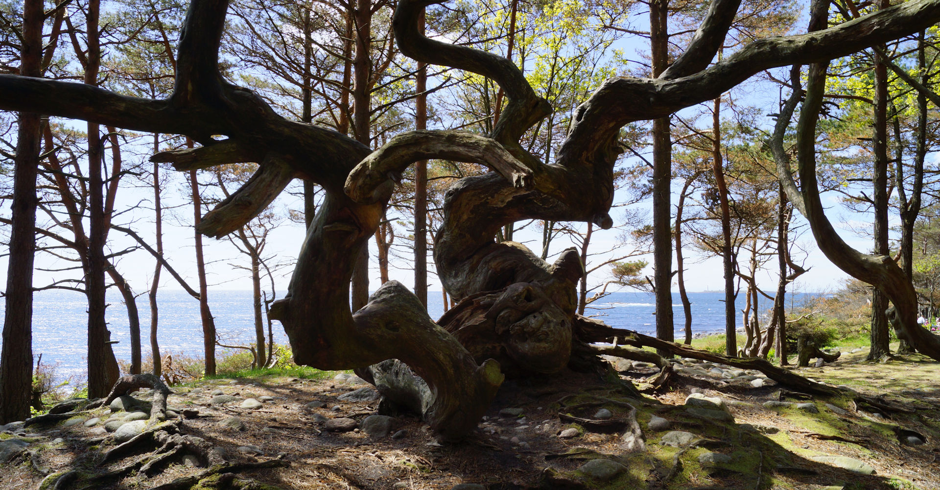 017 - Hove og Hoveskogen - Foto Geir Johansen.jpg