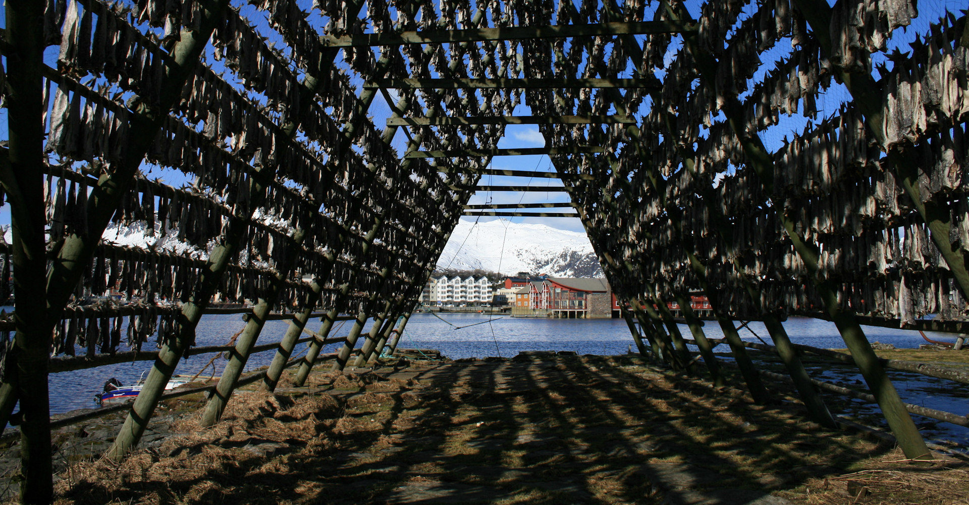027 Lofoten - Svolvær - Fisk på hjell på Svinøya 2 - foto Geir Johansen.jpg